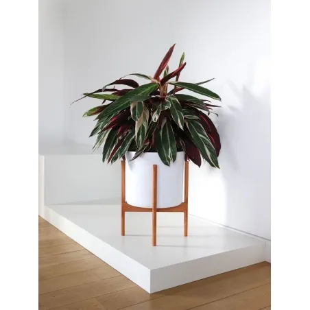 Etalage sokkel zwart mat, 80 x 80 x 10 cm (lxbxh)