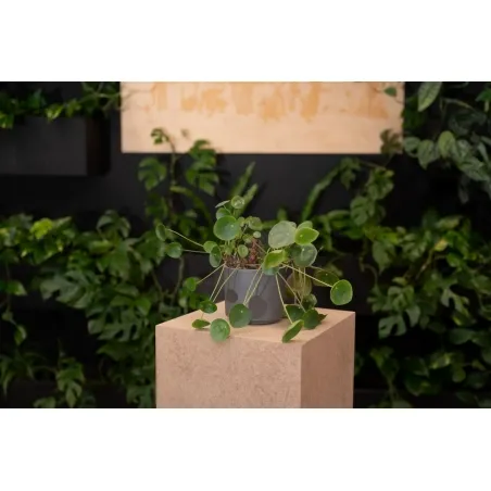 Eco sokkel