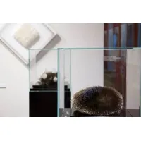 Glazen vitrinekap | glazen stolp voor op sokkel | museumvitrine